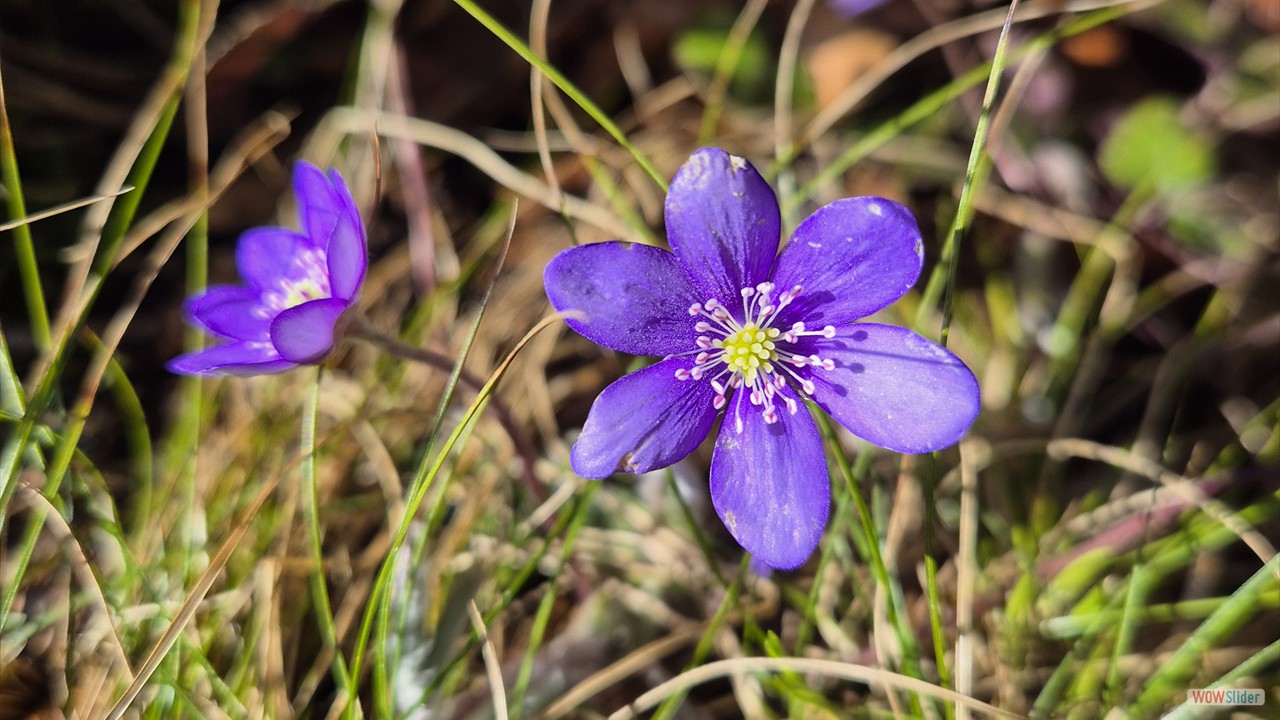 Fruehlingsgrueße-aus-der-Natur [copyright by Adrian Porwol]